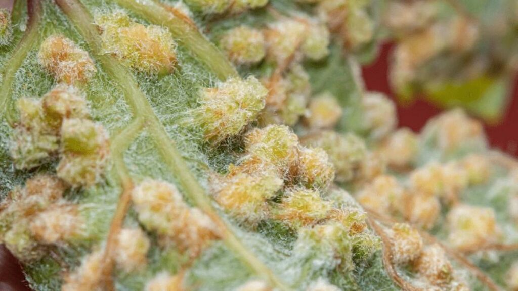 filoxera tenerife sol vignoble canaries menace