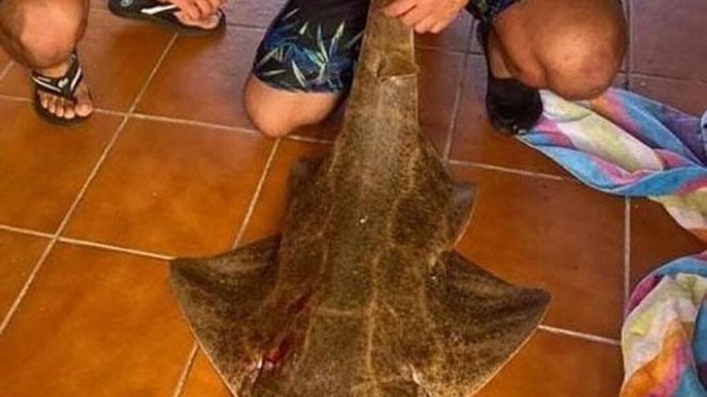 lanzarote condamnation peche ilegale ange de mer