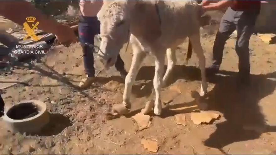 maltraitance animaux gran canaria sauvetage seprona