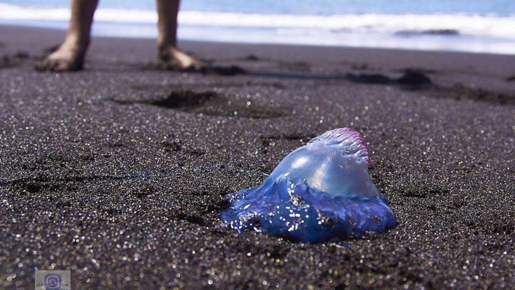 alerte caravelles portugaises plages galdar gran canaria