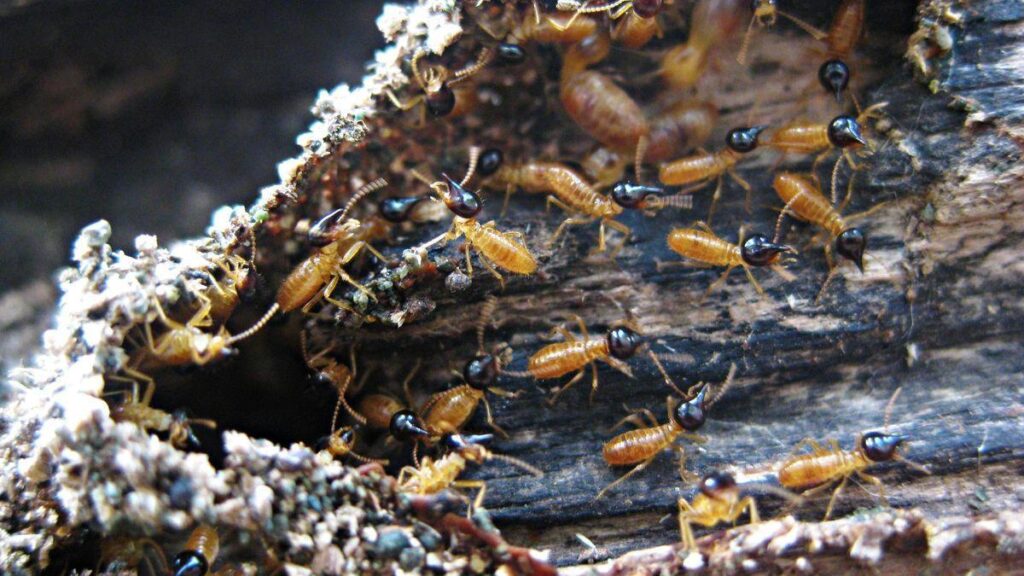 association habitants lutte termites tenerife