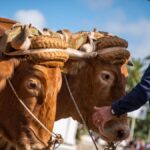 elevage bovin tenerife tradition avenir concours arrastre