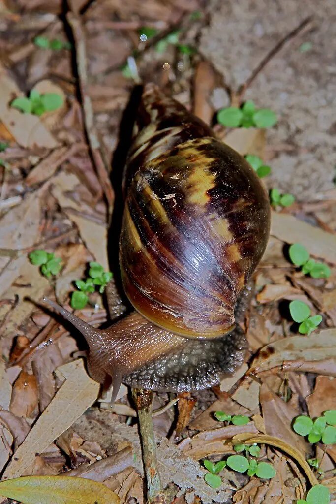 animaux dangereux Tenerife