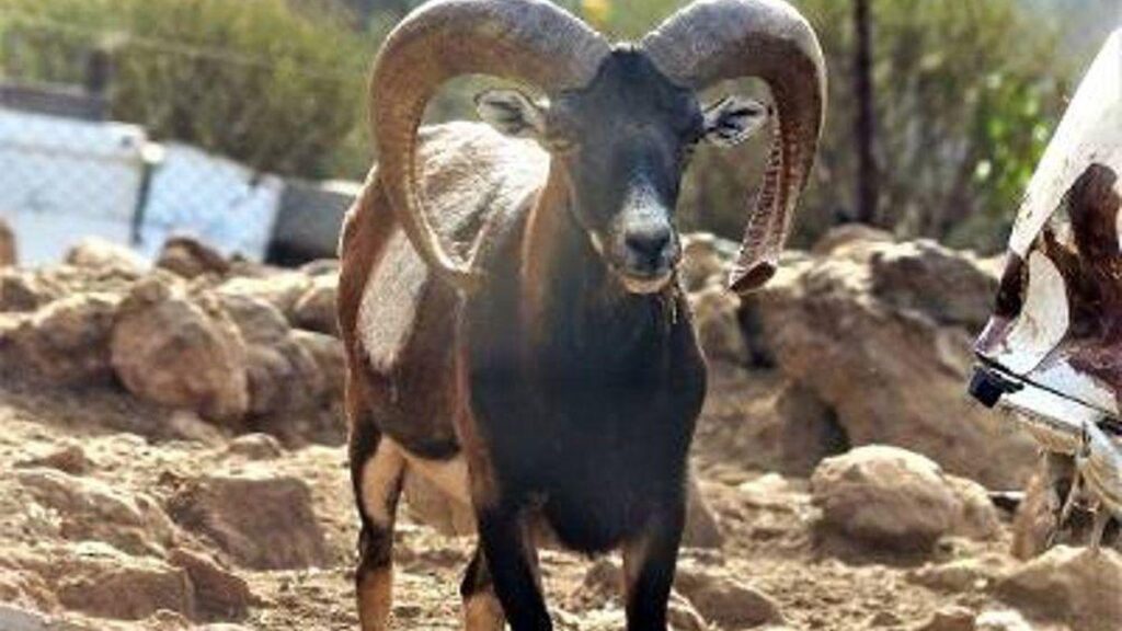 tenerife fermeture sentiers chasse mouflon janvier 2026