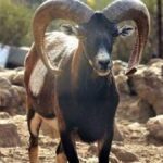 tenerife fermeture sentiers chasse mouflon janvier 2026