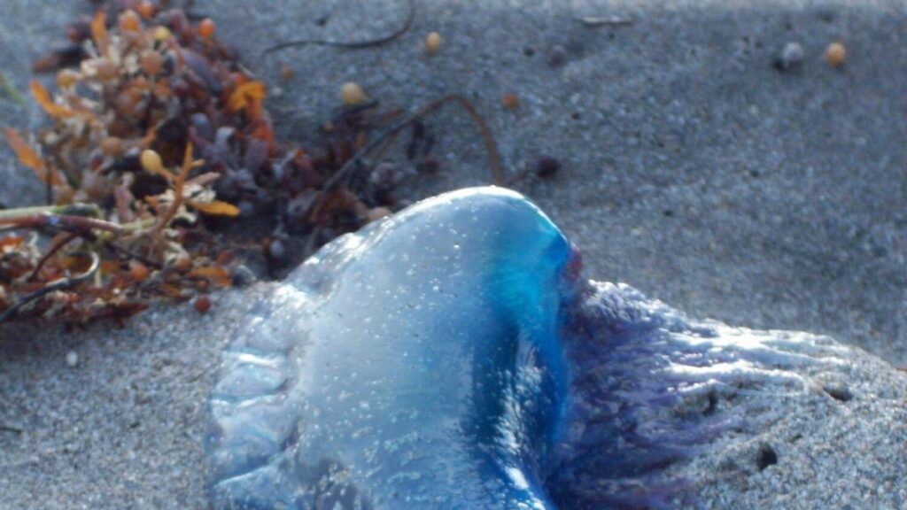 alerte caravelles portugaises garachico tenerife