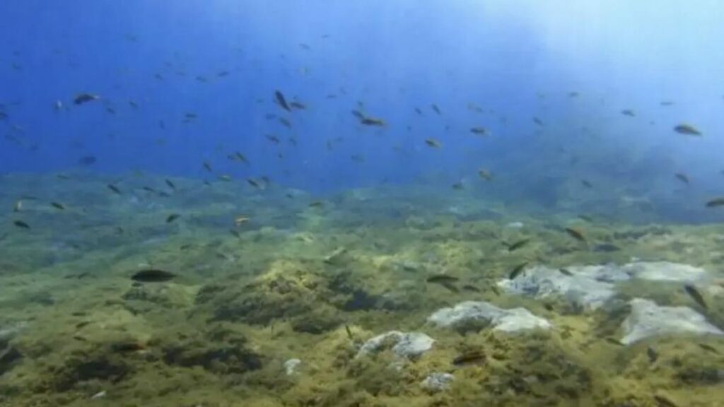 ciguatera poisson petit taille exceptionnel canaries