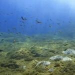 ciguatera poisson petit taille exceptionnel canaries