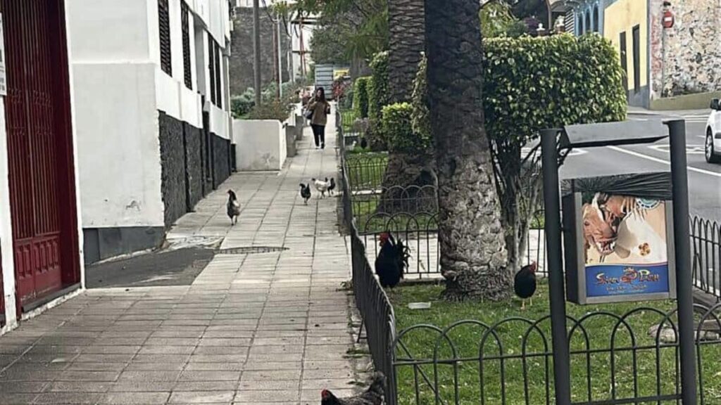 coqs errants icod vinos nuisances voisins