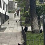 coqs errants icod vinos nuisances voisins