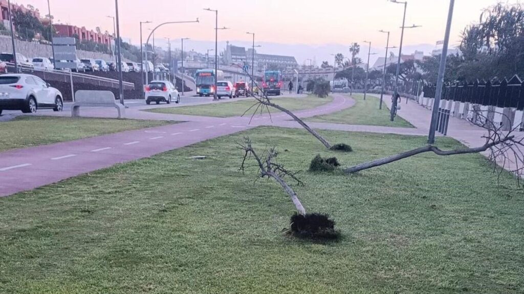 vandalisme arbres flamboyants san bartolome tirajana