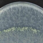 champignon inedit tenerife lutte mal panama bananes