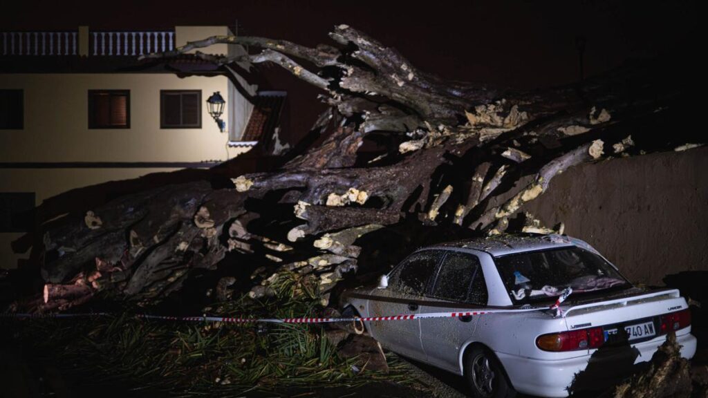 chute drago historique san francisco los realejos tenerife