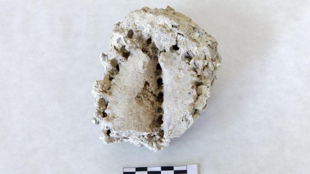 fossile cardon tenerife menace parc eolien