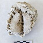 fossile cardon tenerife menace parc eolien