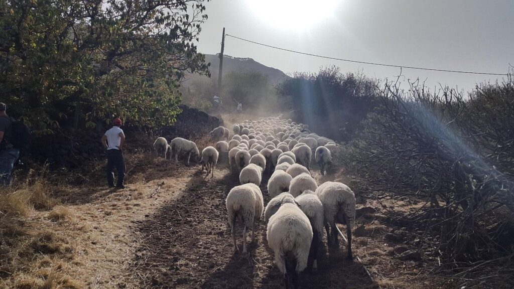 moutons pompiers gran canaria prevention incendies