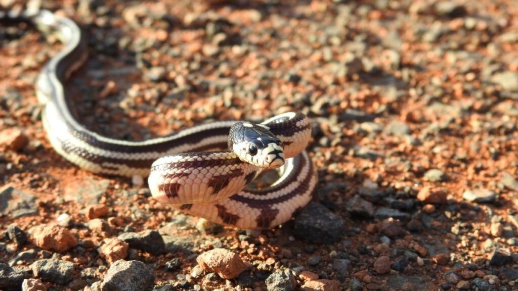 trafic serpientes invasives canaries guardia civil
