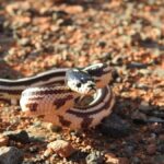 trafic serpientes invasives canaries guardia civil