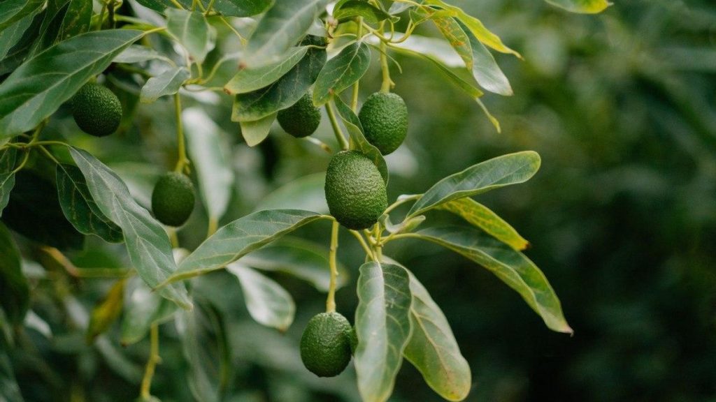 avocat des canaries demande explose producteurs investissent