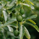 avocat des canaries demande explose producteurs investissent
