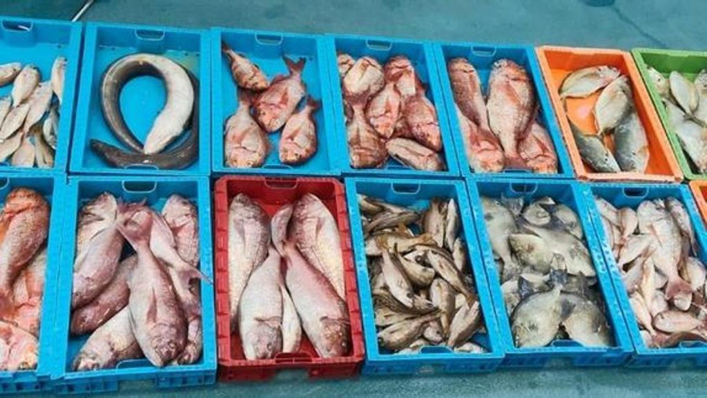 peche illegale la graciosa saisie 230 kg