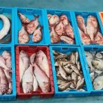 peche illegale la graciosa saisie 230 kg