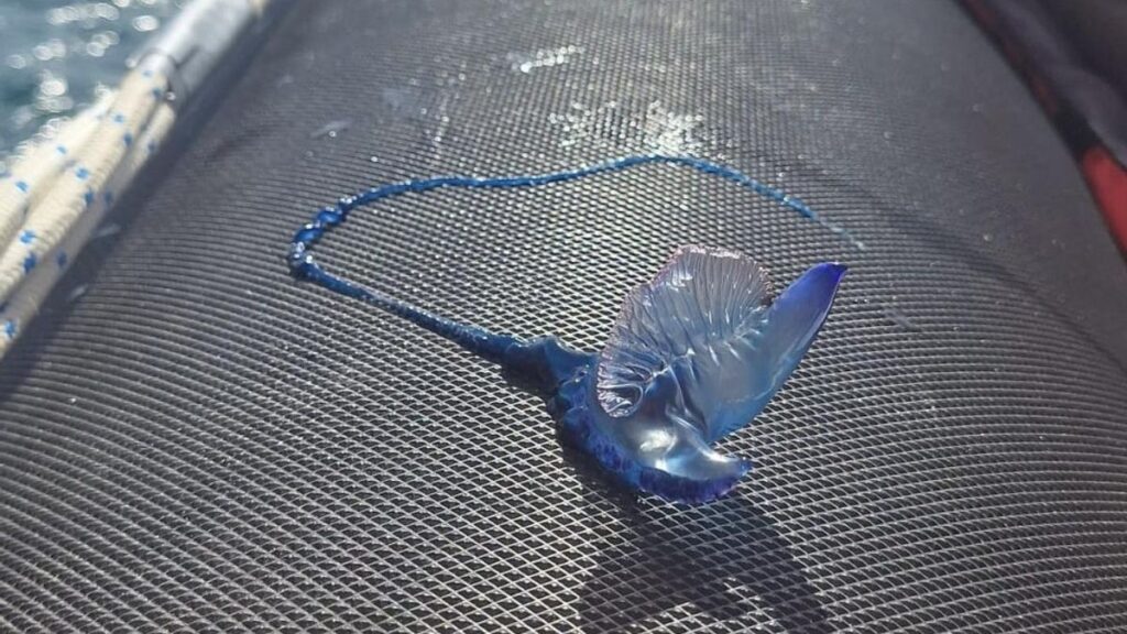 tenerife alerte physalies plages santa cruz