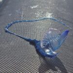 tenerife alerte physalies plages santa cruz