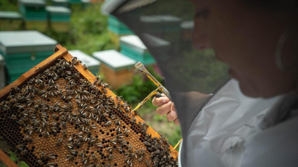 apiculture tenerife defis traditions