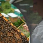 apiculture tenerife defis traditions