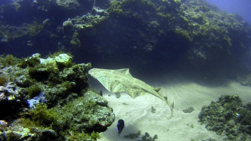 biodiversite canaries menacee tourisme