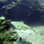 biodiversite canaries menacee tourisme