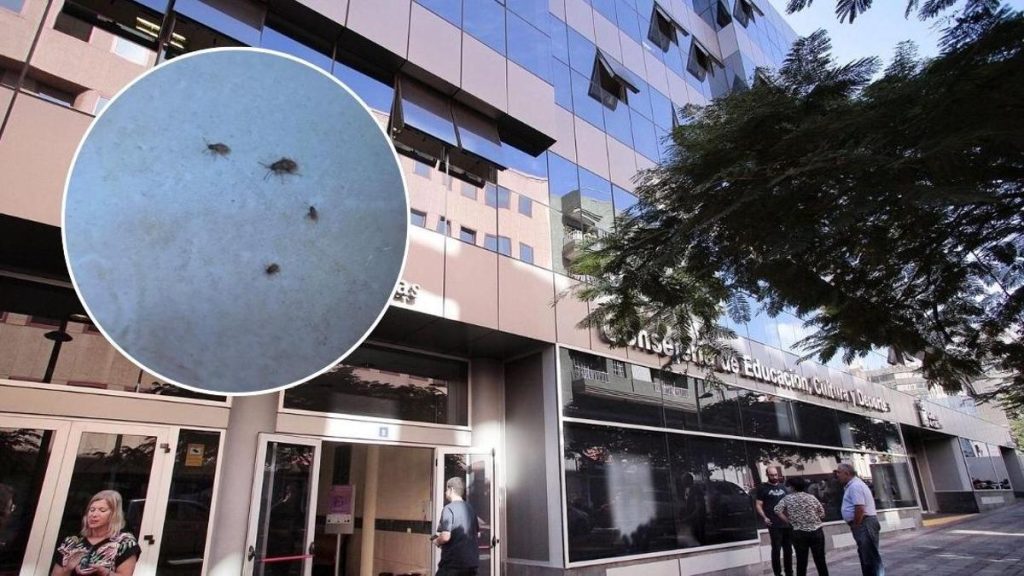 invasion insectes tenerife evacuation education