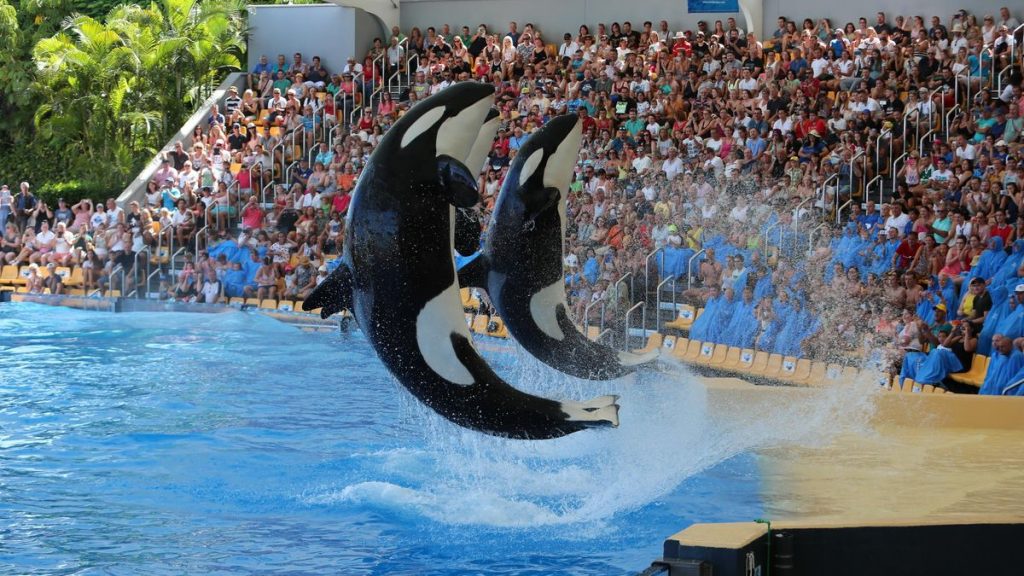 orques marineland france loro parque tenerife