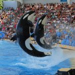 orques marineland france loro parque tenerife