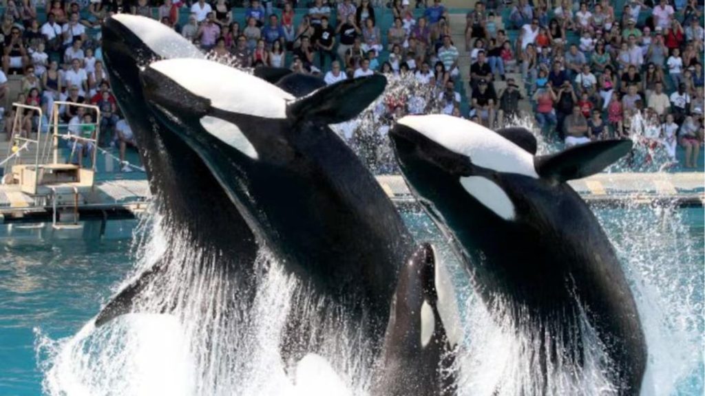 orques marineland transfert urgent tenerife