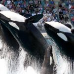 orques marineland transfert urgent tenerife