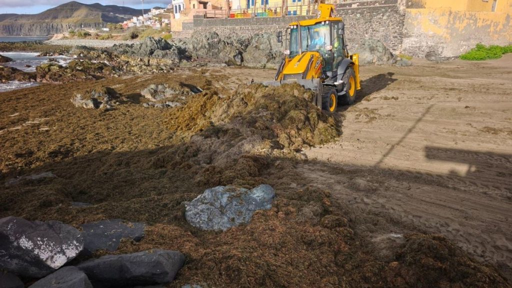 retrait algues plages san cristobal las palmas