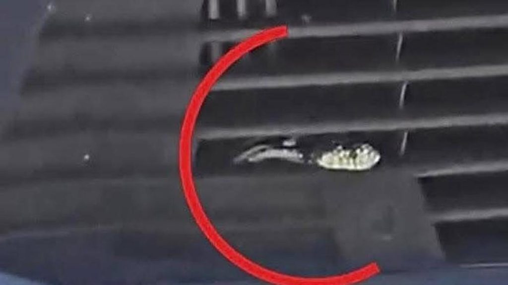 serpent californien radiateur voiture agaete gran canaria