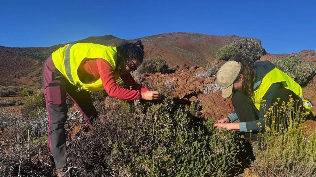 teide lac air glacial plantes extremes
