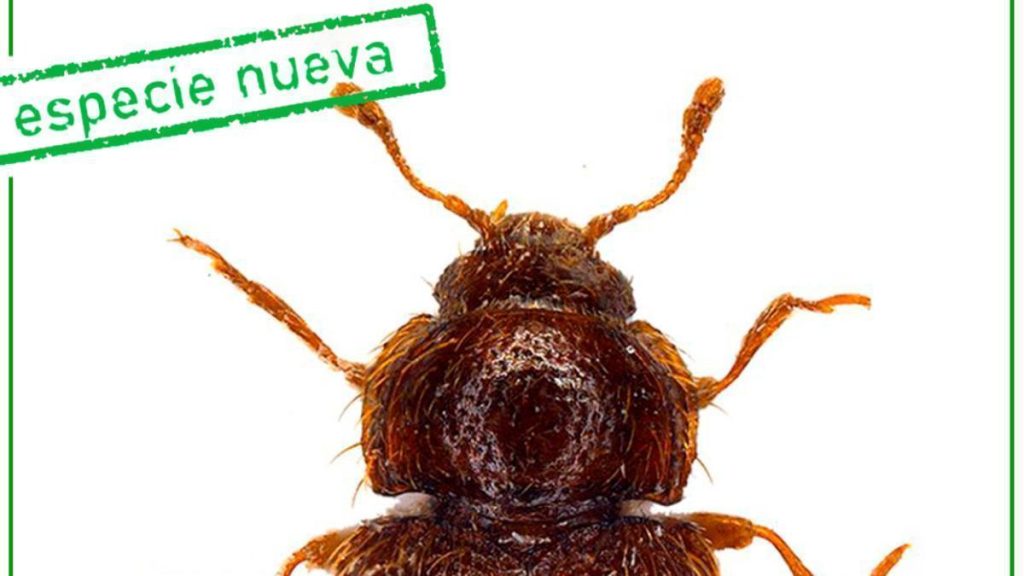 tenerife nouveau scarabee endemique ravin lora