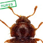 tenerife nouveau scarabee endemique ravin lora