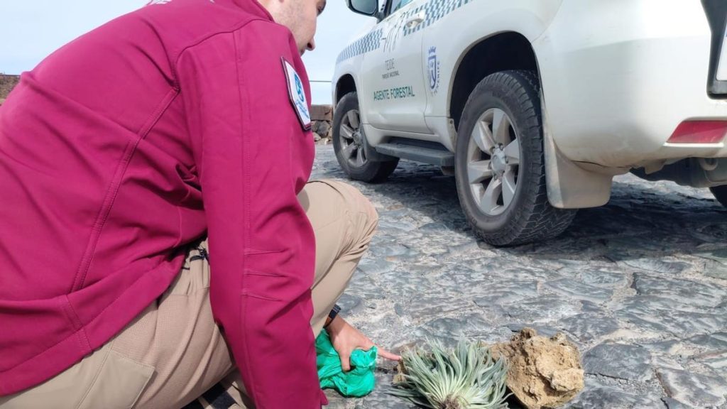 vol teide touristes allemands plante endemique amende