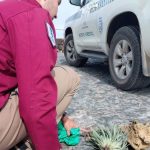 vol teide touristes allemands plante endemique amende