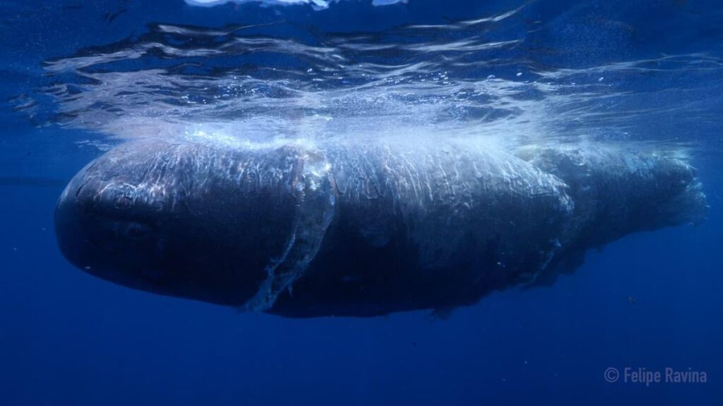 cachalot mort collision navire tenerife