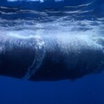 cachalot mort collision navire tenerife