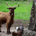chevre palma conservation genetique