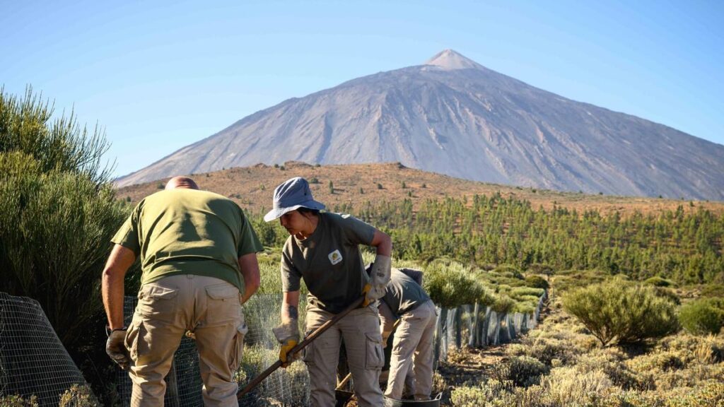 parc teide investissement conservation flore