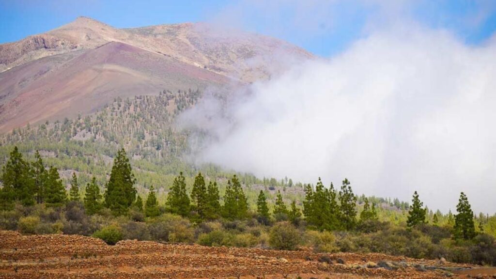tenerife experience oenologique unique volcans