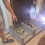 trafic animaux proteges reseau demantele gran canaria